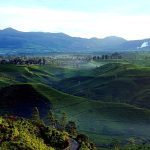 Verbijsterende Ontdekking: Vondst van de Gorgosaurus Verandert Geschiedenis! 🦖