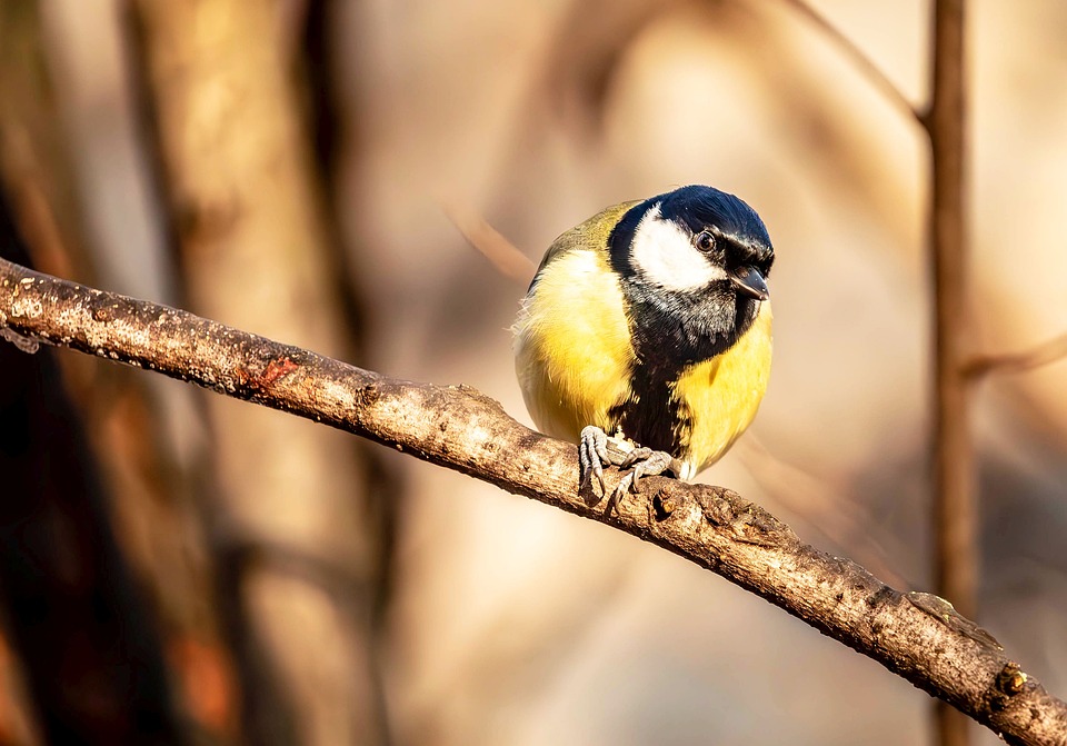 De Verbijsterende Ontdekking van de Hadron Collider: Een Nieuw Tijdperk Begint! 🌌