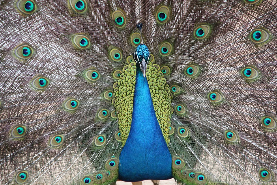 Verblindende Lichtflits in Vancouver: De Nacht die de Wereld Verraste! 🌟