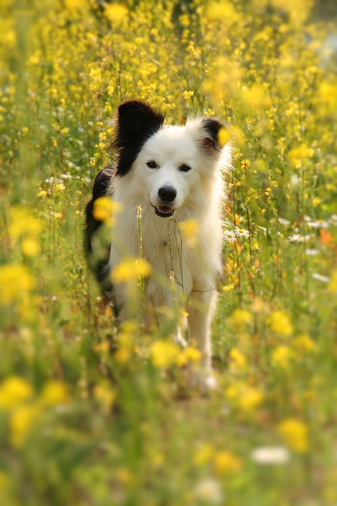 Hond redt levens van gezin tijdens verwoestende brand! 🐾