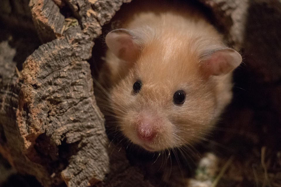 Syrische Oorlog: Hoe een Foto de Wereld Kandidaat voor Verandering Maakte π